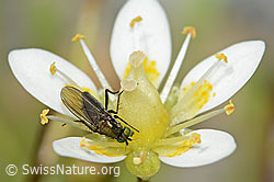 Langbeinfliege der Gattung Tachytrechus auf Moosartigem Steinbrech (Saxifraga bryoides) (C301696) Langbeinfliege der Gattung Tachytrechus auf Moosartigem Steinbrech (Saxifraga bryoides) (C301696)