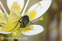 Langbeinfliege der Gattung Tachytrechus auf Moosartigem Steinbrech (Saxifraga bryoides) (C301700) Langbeinfliege der Gattung Tachytrechus auf Moosartigem Steinbrech (Saxifraga bryoides) (C301700)
