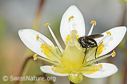 Langbeinfliege der Gattung Tachytrechus auf Moosartigem Steinbrech (Saxifraga bryoides) (C301703) Langbeinfliege der Gattung Tachytrechus auf Moosartigem Steinbrech (Saxifraga bryoides) (C301703)