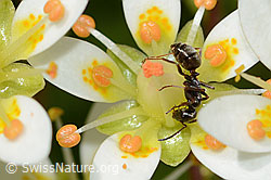 Formica lemani (Waldameise) auf Moosartigem Steinbrech (Saxifraga bryoides) (07.2024, C301713)