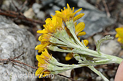 Graues Greiskraut (Senecio incanus) (C301764)
