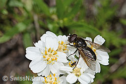 Korbblütler-Erzschwebfliege (Cheilosia canicularis) auf Moschus-Schafgarbe (Achillea erba-rotta ssp. moschata) (C301790) Korbblütler-Erzschwebfliege (Cheilosia canicularis) auf Moschus-Schafgarbe (Achillea erba-rotta ssp. moschata) (C301790)