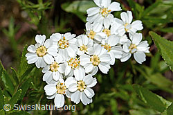 Moschus-Schafgarbe (Achillea erba-rotta ssp. moschata) (C301797) Moschus-Schafgarbe (Achillea erba-rotta ssp. moschata) (C301797)
