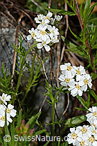 Moschus-Schafgarbe (Achillea erba-rotta ssp. moschata) (C301798) Moschus-Schafgarbe (Achillea erba-rotta ssp. moschata) (C301798)
