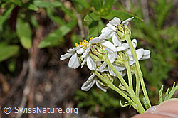 Moschus-Schafgarbe (Achillea erba-rotta ssp. moschata) (C301801) Moschus-Schafgarbe (Achillea erba-rotta ssp. moschata) (C301801)