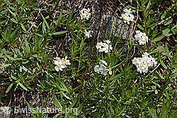 Moschus-Schafgarbe (Achillea erba-rotta ssp. moschata) (C301802) Moschus-Schafgarbe (Achillea erba-rotta ssp. moschata) (C301802)