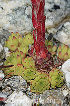 Berg-Hauswurz (Sempervivum montanum) (C301807) Berg-Hauswurz (Sempervivum montanum) (C301807)