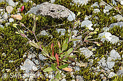 Felsen-Leimkraut (Silene rupestris) (C301825)
