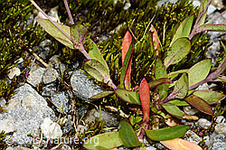 Felsen-Leimkraut (Silene rupestris) (C301836)
