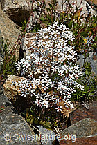 Foto: Strauss-Steinbrech (Saxifraga cotyledon)