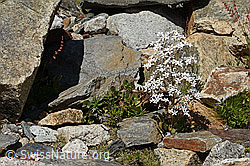 Foto: Strauss-Steinbrech (Saxifraga cotyledon)