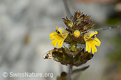 Zwerg-Augentrost (Euphrasia minima) (C301867) Zwerg-Augentrost (Euphrasia minima) (C301867)
