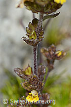 Zwerg-Augentrost (Euphrasia minima) (C301868) Zwerg-Augentrost (Euphrasia minima) (C301868)