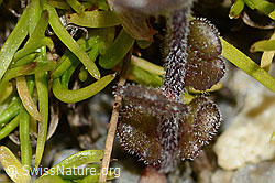 Zwerg-Augentrost (Euphrasia minima) (C301869) Zwerg-Augentrost (Euphrasia minima) (C301869)