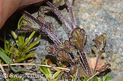 Zwerg-Augentrost (Euphrasia minima) (C301872) Zwerg-Augentrost (Euphrasia minima) (C301872)