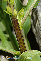 Alpen-Goldrute (Solidago virgaurea ssp. minuta) (C301923)