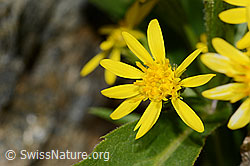 Alpen-Goldrute (Solidago virgaurea ssp. minuta) (07.2024, C301962)