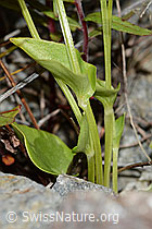 Sumpf-Herzblatt (Parnassia palustris) (C301971) Sumpf-Herzblatt (Parnassia palustris) (C301971)