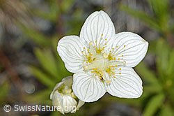Sumpf-Herzblatt (Parnassia palustris) (C301977) Sumpf-Herzblatt (Parnassia palustris) (C301977)