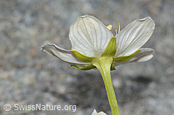 Sumpf-Herzblatt (Parnassia palustris) (C301980) Sumpf-Herzblatt (Parnassia palustris) (C301980)