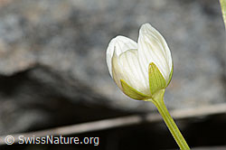 Sumpf-Herzblatt (Parnassia palustris) (C301982) Sumpf-Herzblatt (Parnassia palustris) (C301982)