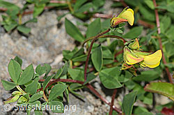 Alpen-Hornklee (Lotus alpinus) (C301990) Alpen-Hornklee (Lotus alpinus) (C301990)