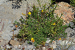 Alpen-Hornklee (Lotus alpinus) (C301994) Alpen-Hornklee (Lotus alpinus) (C301994)