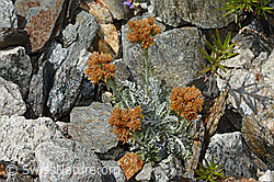 Graues Greiskraut (Senecio incanus) (07.2024, C302012)