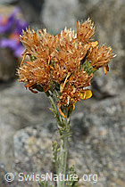Graues Greiskraut (Senecio incanus) (C302014) Graues Greiskraut (Senecio incanus) (C302014)