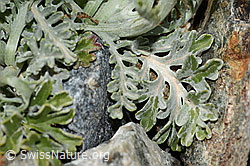 Graues Greiskraut (Senecio incanus) (C302015) Graues Greiskraut (Senecio incanus) (C302015)