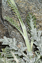 Graues Greiskraut (Senecio incanus) (C302017) Graues Greiskraut (Senecio incanus) (C302017)