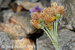 Graues Greiskraut (Senecio incanus) (C302018) Graues Greiskraut (Senecio incanus) (C302018)
