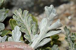 Graues Greiskraut (Senecio incanus) (C302019) Graues Greiskraut (Senecio incanus) (C302019)