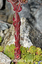 Berg-Hauswurz (Sempervivum montanum) (C302028) Berg-Hauswurz (Sempervivum montanum) (C302028)