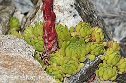 Berg-Hauswurz (Sempervivum montanum) (C302030) Berg-Hauswurz (Sempervivum montanum) (C302030)