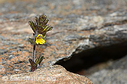 Zwerg-Augentrost (Euphrasia minima) (C302039) Zwerg-Augentrost (Euphrasia minima) (C302039)