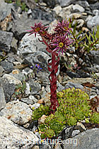 Berg-Hauswurz (Sempervivum montanum) (07.2024, C302045)