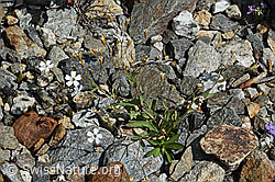Felsen-Leimkraut (Silene rupestris) (C302056) Felsen-Leimkraut (Silene rupestris) (C302056)
