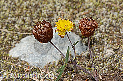 Braun-Klee (Trifolium badium) (C302081)