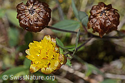 Braun-Klee (Trifolium badium) (C302082)