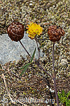 Braun-Klee (Trifolium badium) (C302083)