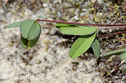 Braun-Klee (Trifolium badium) (C302086)