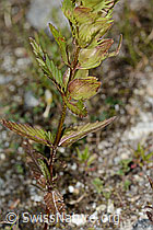 Rhinanthus glacialis (C302097)