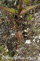 Rhinanthus glacialis (C302098)