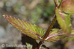 Rhinanthus glacialis (C302101)