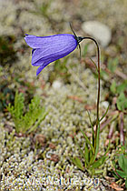 Scheuchzers Glockenblume (Campanula scheuchzeri) (07.2024, C302127)