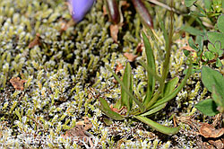 Campanula scheuchzeri (C302129)