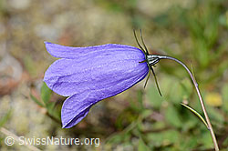 Scheuchzers Glockenblume (Campanula scheuchzeri) (07.2024, C302130)