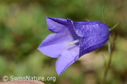 Campanula scheuchzeri (C302131)