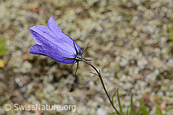 Campanula scheuchzeri (C302132)